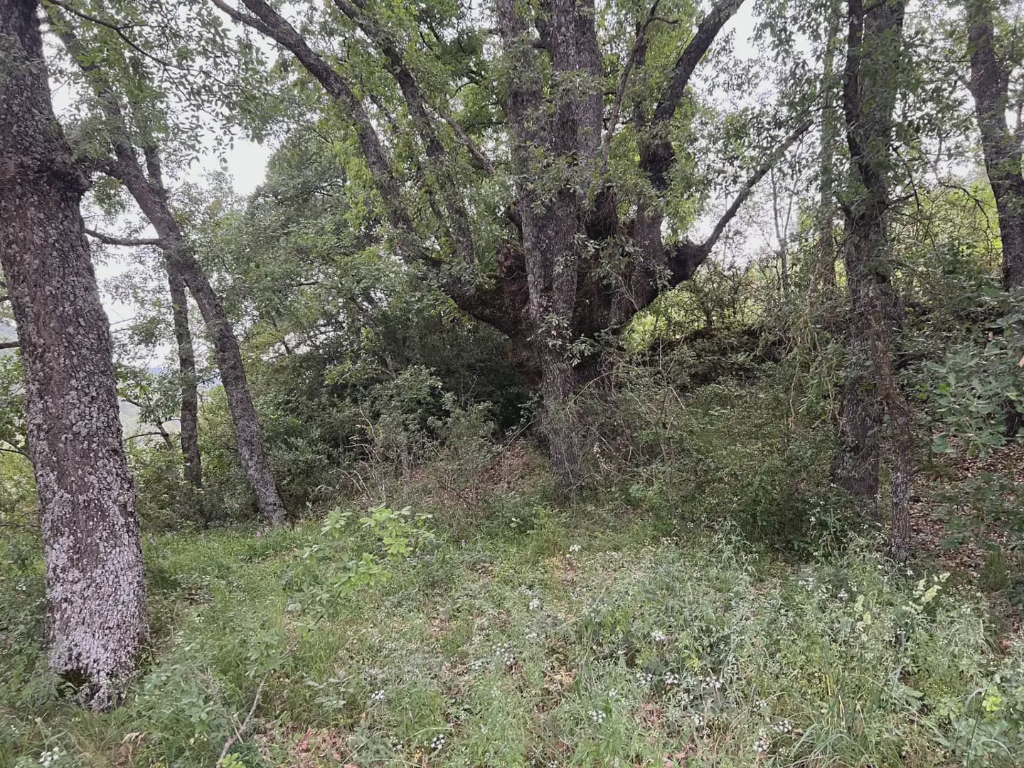 Terreno Não Urbanizado para venda em Jasa - 54 000 € (Ref: 9963514)