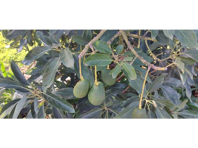 3 camera da letto Finca/Casa di Campagna in vendita in Santa Brigida con piscina garage - 349.500 € (Rif: 9640539)