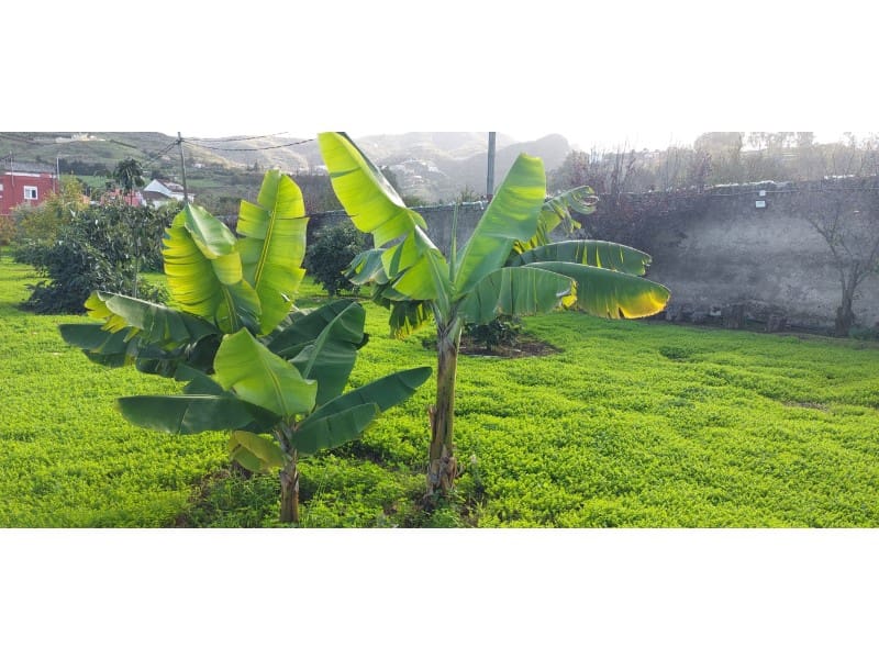 3 camera da letto Finca/Casa di Campagna in vendita in Santa Brigida con piscina garage - 349.500 € (Rif: 9640539)