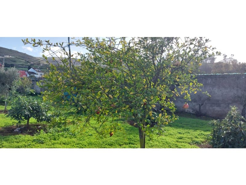 3 camera da letto Finca/Casa di Campagna in vendita in Santa Brigida con piscina garage - 349.500 € (Rif: 9640539)