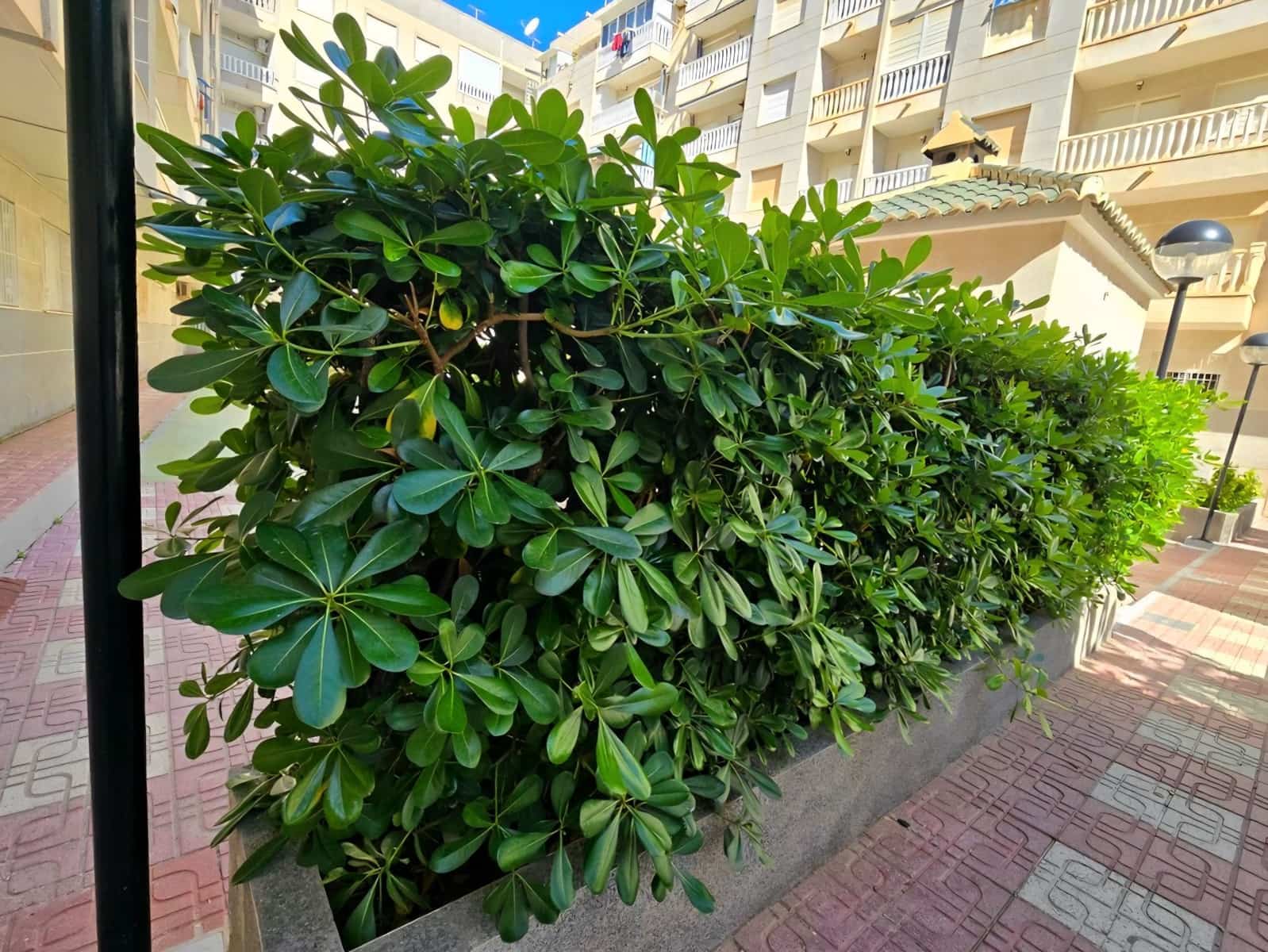 1 quarto Apartamento para venda em Torrevieja com piscina - 116 000 € (Ref: 10004416)
