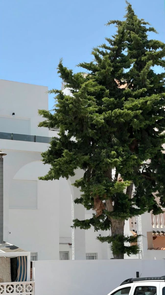 Pareado de 3 habitaciones en Torrevieja en venta con piscina - 259.000 € (Ref: 10005057)