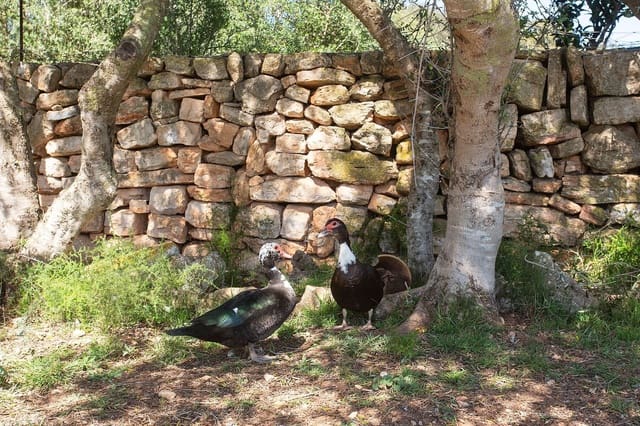 Finca/Casa Rural de 4 habitaciones en Sant Llorenç des Cardassar en venta - 799.990 € (Ref: 9740246)