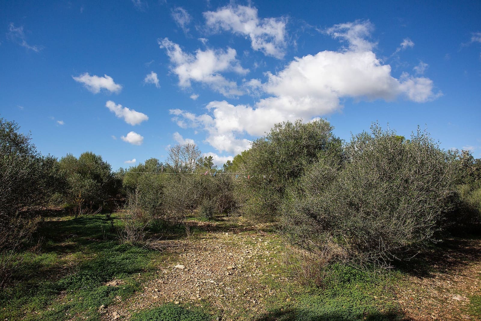 5 bedroom Finca/Country House for sale in Costitx with pool - € 1,800,000 (Ref: 9740249)