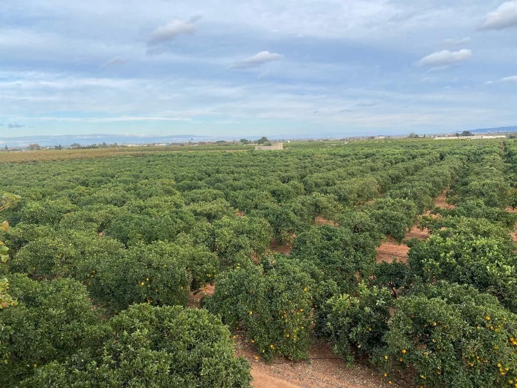 9 Zimmer Finca/Landgut zu verkaufen in Benifaio mit Pool Garage - 390.000 € (Ref: 9674638)