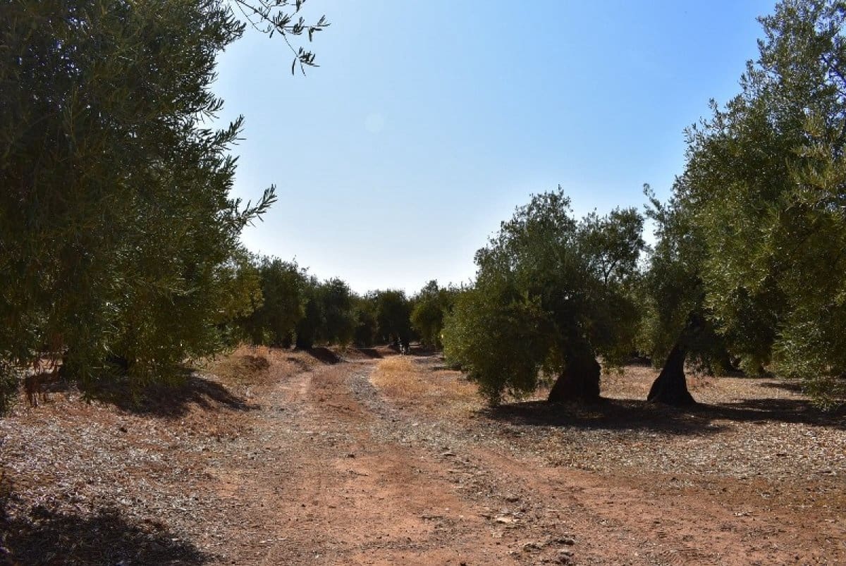 6 soverom Finca/Herregård til salgs i Montoro - € 310 000 (Ref: 9904046)