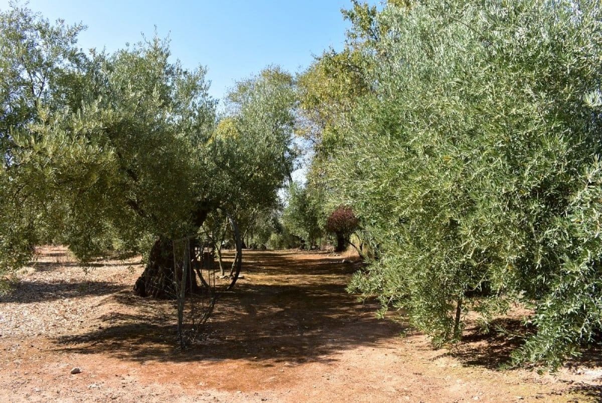 6 soverom Finca/Herregård til salgs i Montoro - € 310 000 (Ref: 9904046)
