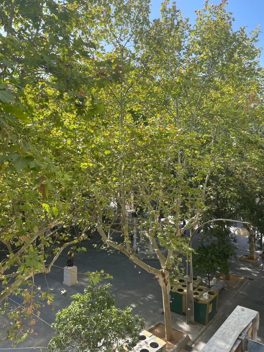 1 bedroom Apartment for rent in Cordoba city - € 625 (Ref: 9958059)