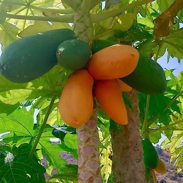 4 soveværelse Rækkehus til salg i Alora med swimmingpool - € 568.000 (Ref: 9650483)