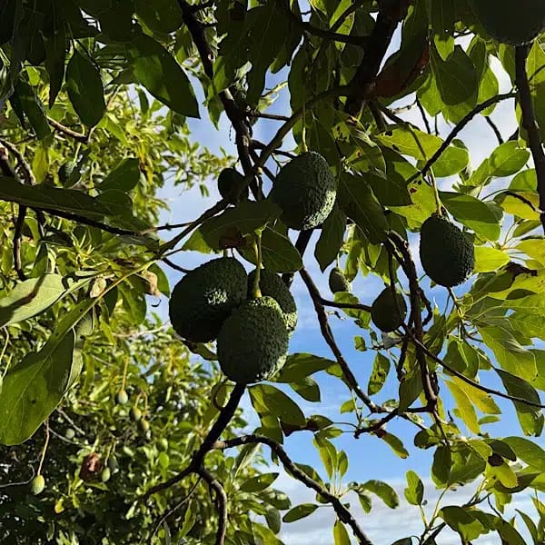 4 soveværelse Rækkehus til salg i Alora med swimmingpool - € 568.000 (Ref: 9650483)