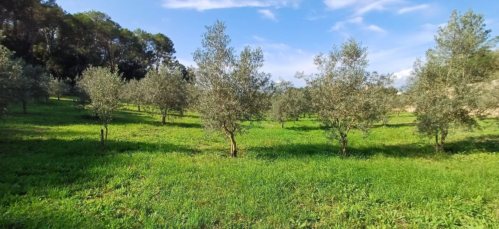 Grunde uden byggetilladelser til salg i Costitx - € 270.000 (Ref: 9699213)