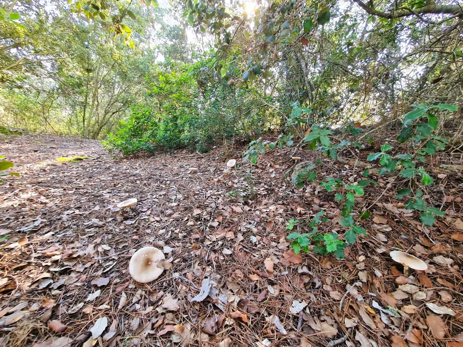 Grunde uden byggetilladelser til salg i Costitx - € 270.000 (Ref: 9699213)