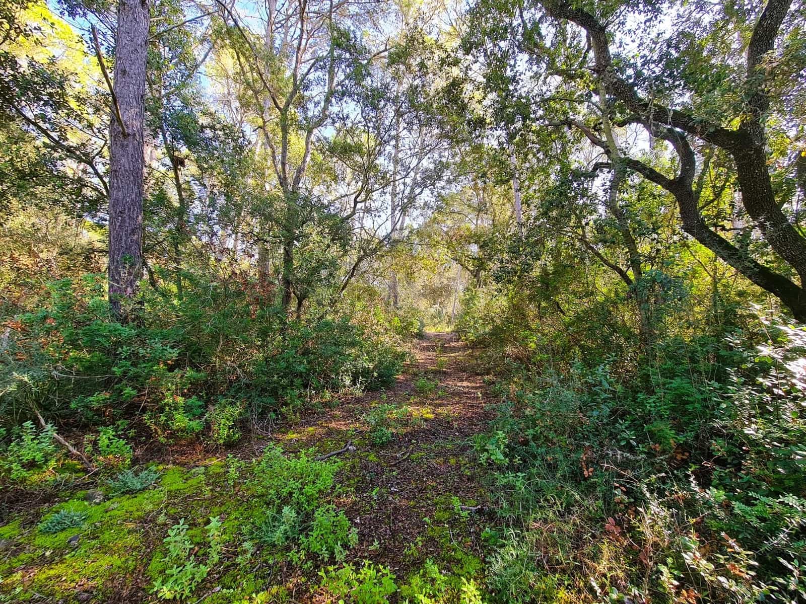 Grunde uden byggetilladelser til salg i Costitx - € 270.000 (Ref: 9699213)