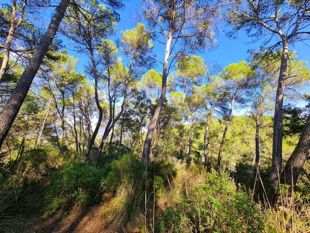 Grunde uden byggetilladelser til salg i Costitx - € 270.000 (Ref: 9699213)