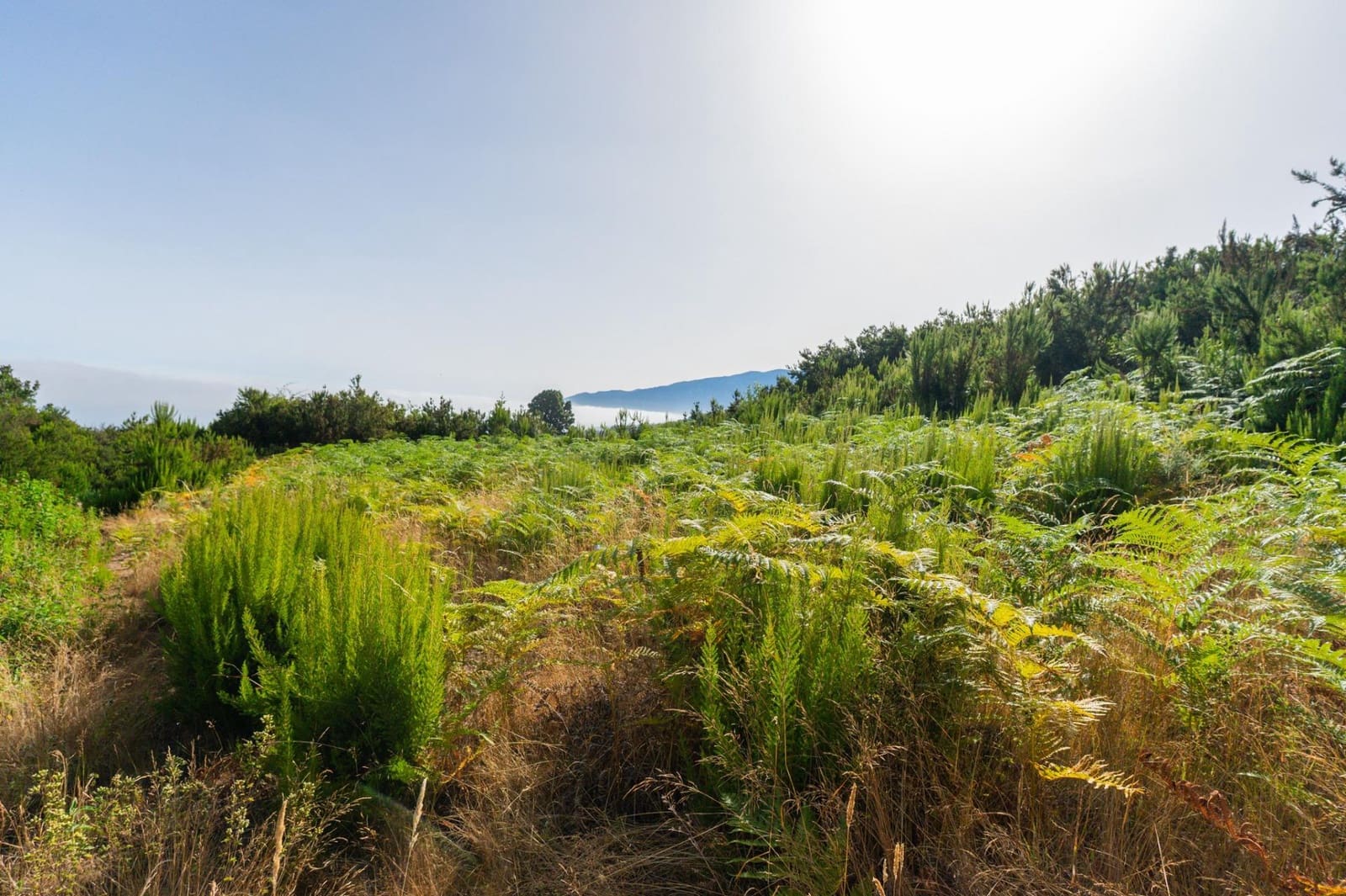 Grunde uden byggetilladelser til salg i Los Realejos - € 480.000 (Ref: 10020989)