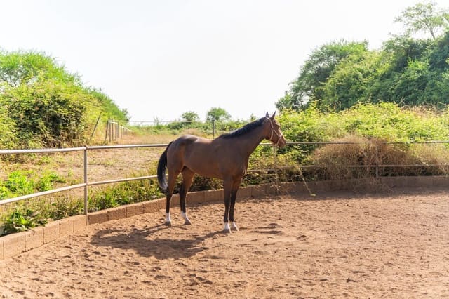 Grunde uden byggetilladelser til salg i Los Realejos - € 480.000 (Ref: 10020989)