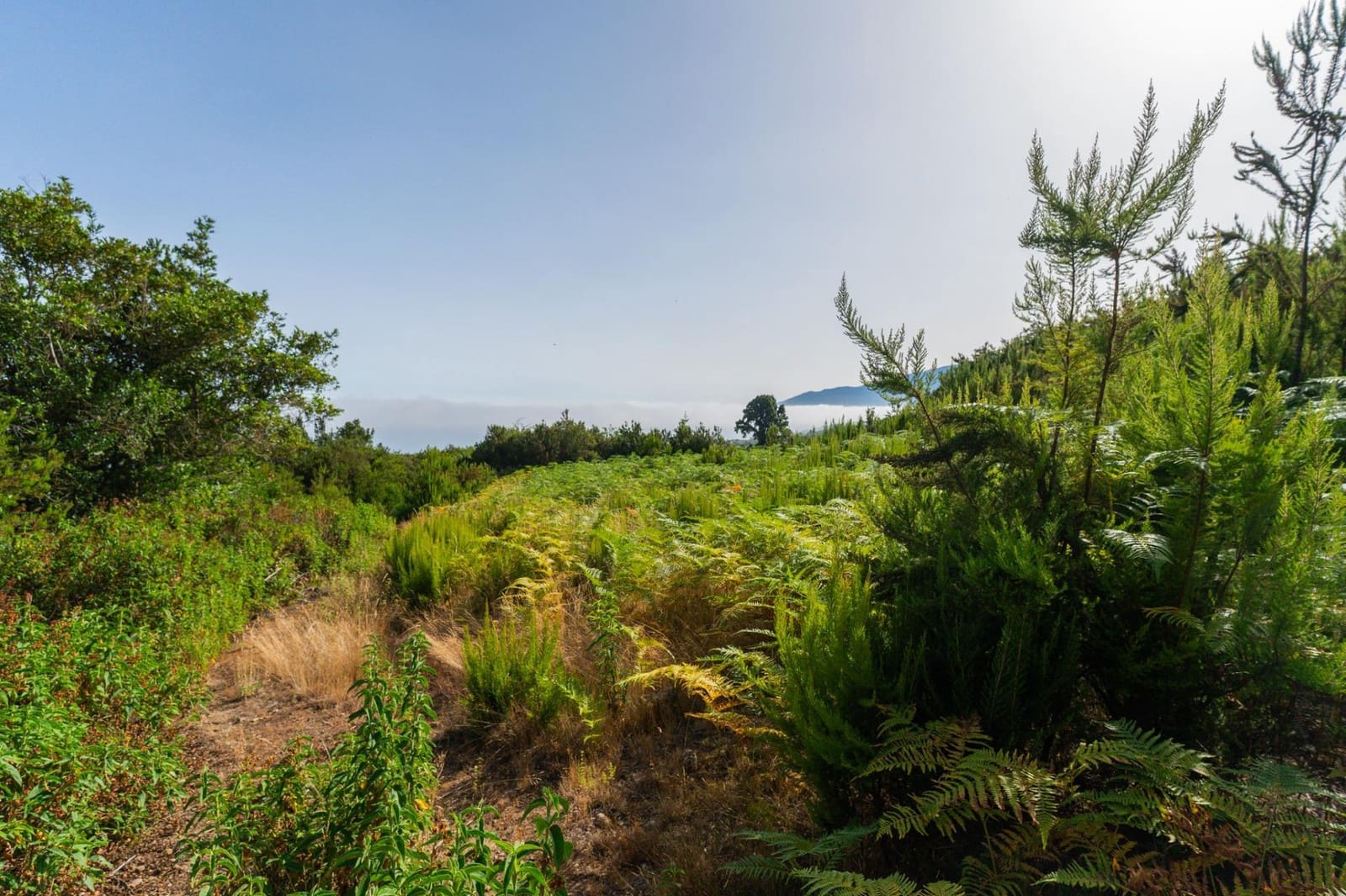 Grunde uden byggetilladelser til salg i Los Realejos - € 480.000 (Ref: 10020989)