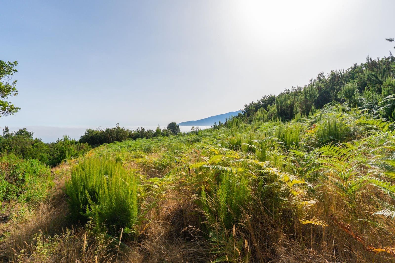 Grunde uden byggetilladelser til salg i Los Realejos - € 480.000 (Ref: 10020989)