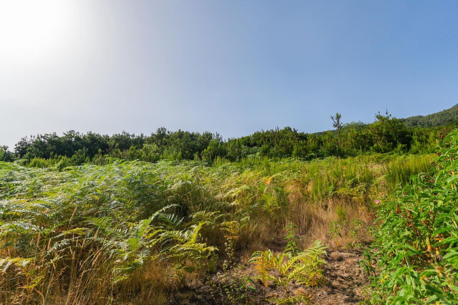 Grunde uden byggetilladelser til salg i Los Realejos - € 480.000 (Ref: 10020989)