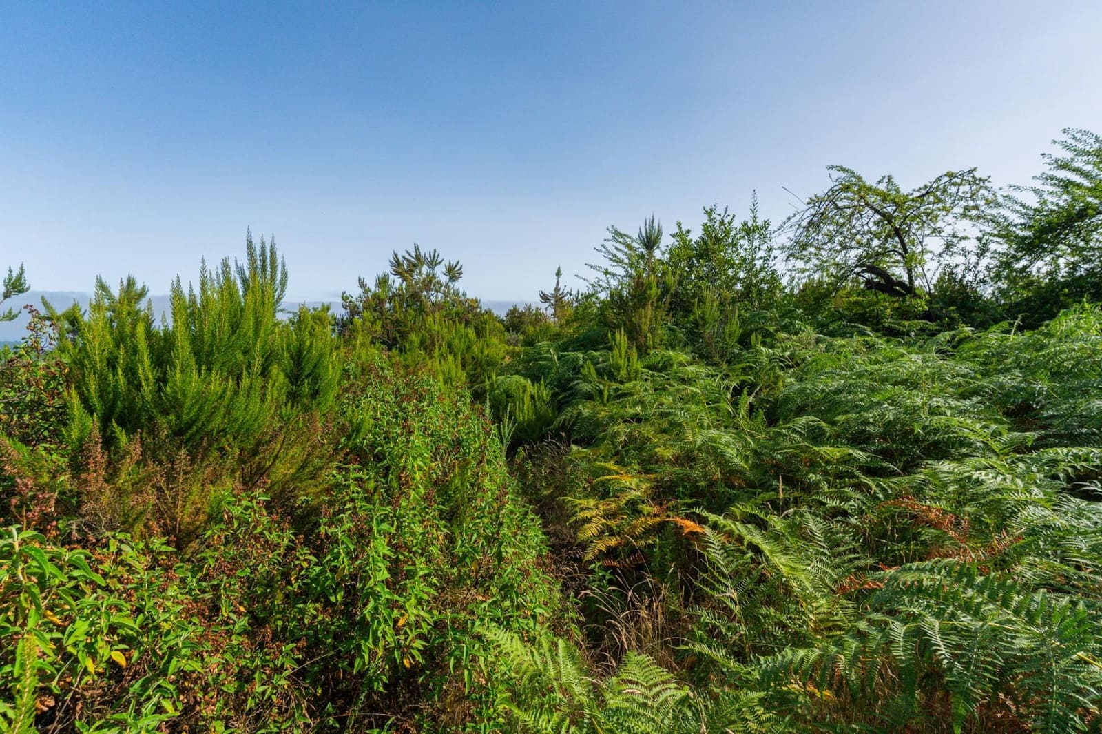 Grunde uden byggetilladelser til salg i Los Realejos - € 480.000 (Ref: 10020989)