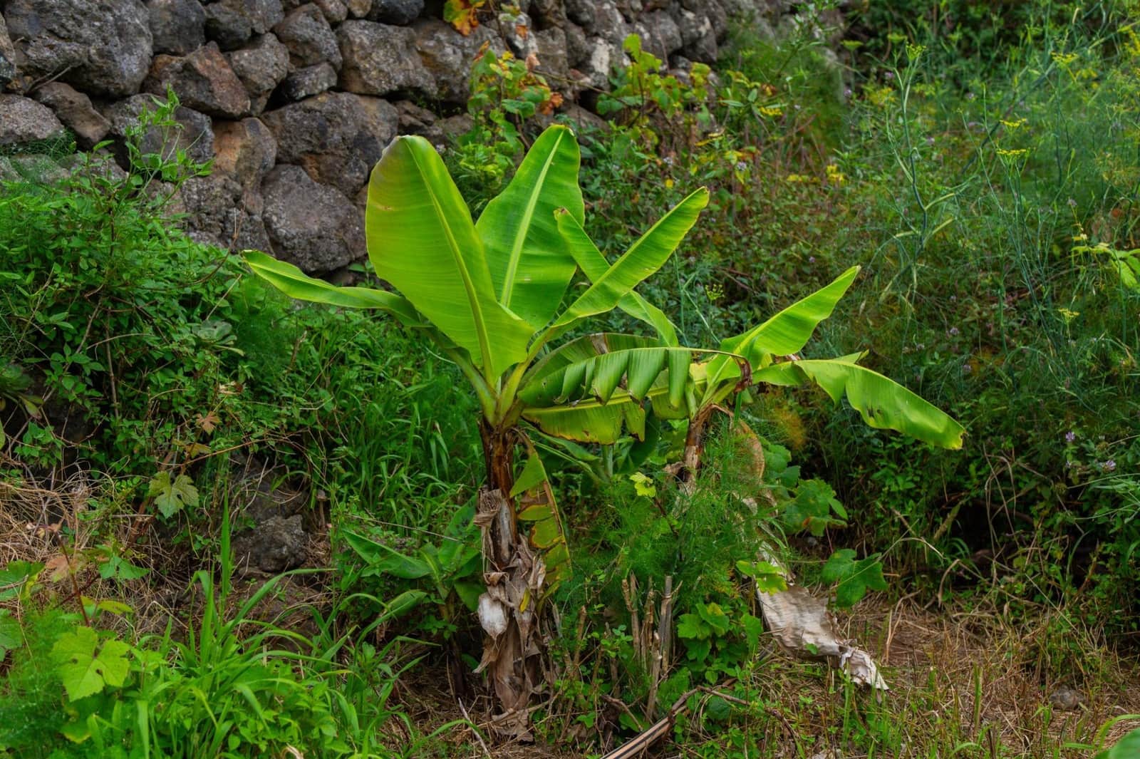 Undeveloped Land for sale in La Orotava - € 58,000 (Ref: 9973362)