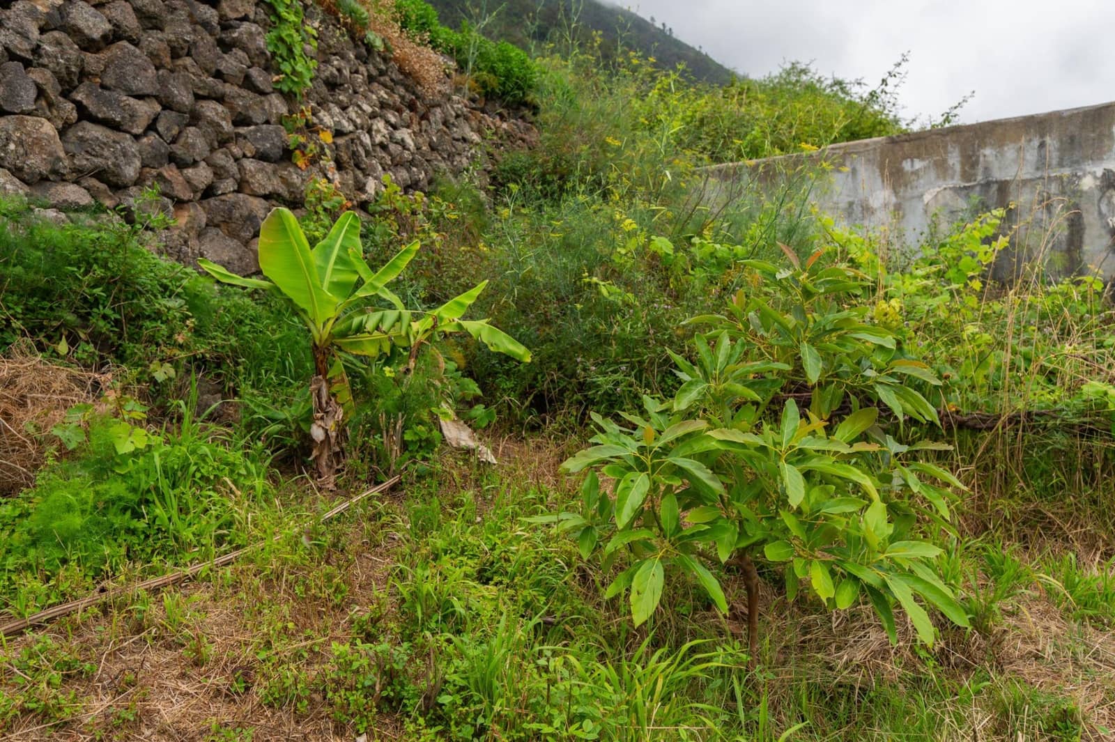 Undeveloped Land for sale in La Orotava - € 58,000 (Ref: 9973362)