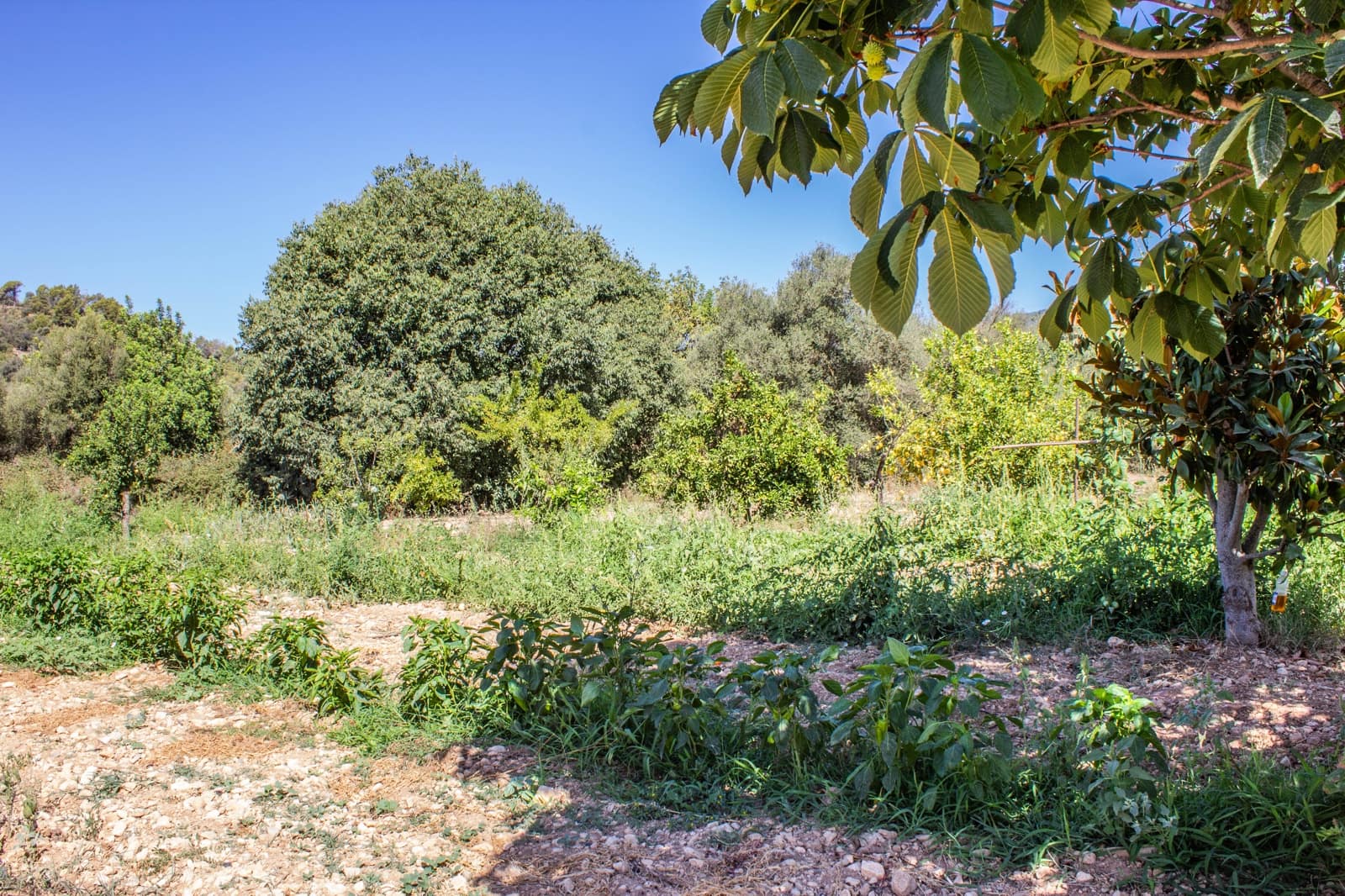 4 slaapkamer Finca/Landhuis te koop in Alaro met garage - € 3.650.000 (Ref: 9657869)