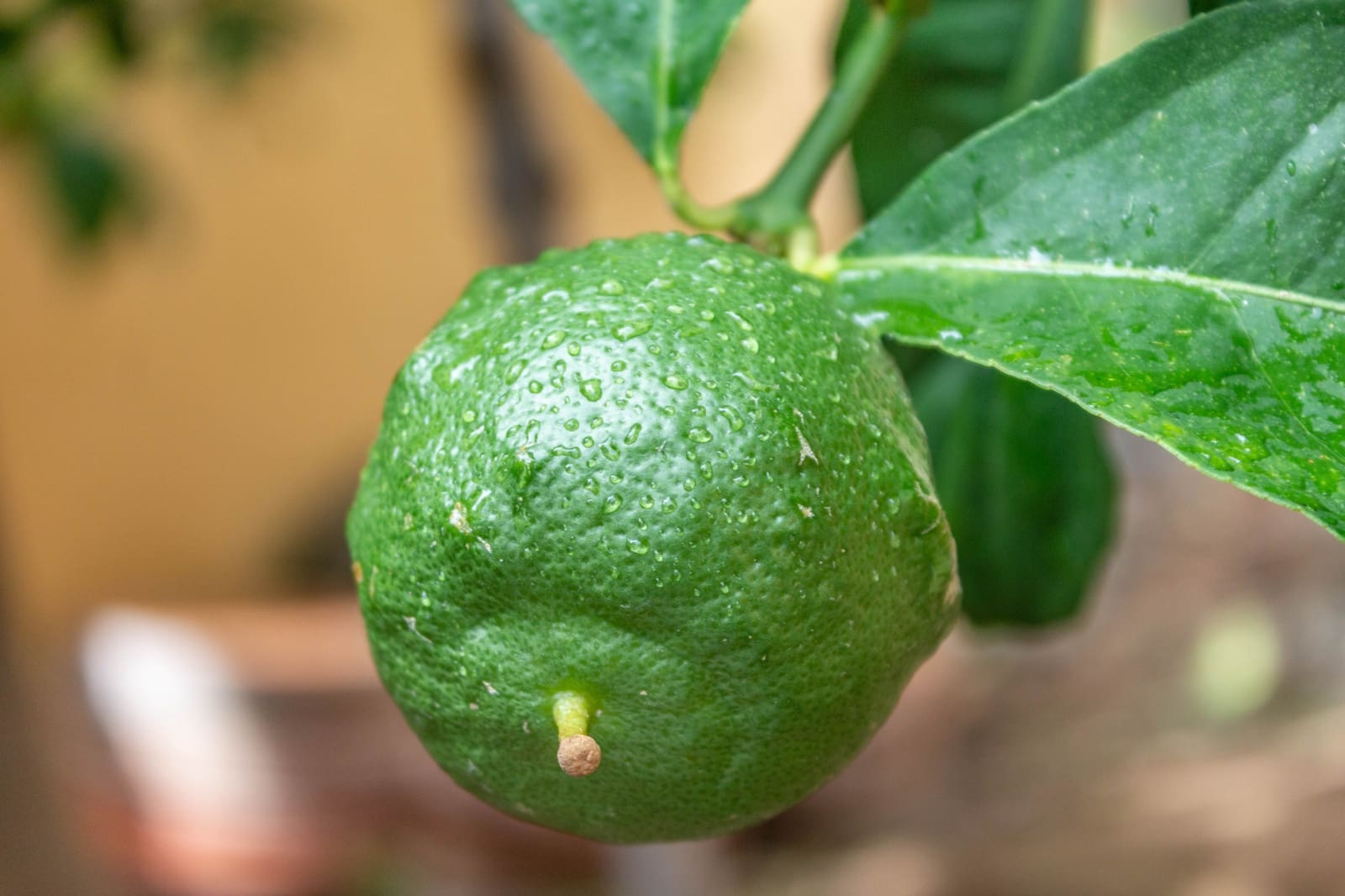 3 soveværelse Villa til salg i Esporles med swimmingpool garage - € 1.480.000 (Ref: 9688669)