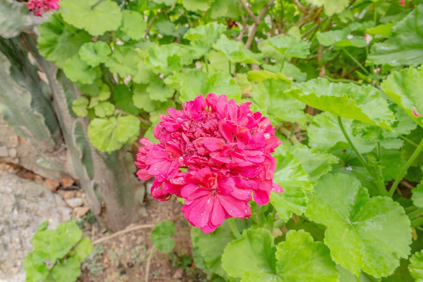 3 soveværelse Villa til salg i Esporles med swimmingpool garage - € 1.480.000 (Ref: 9688669)