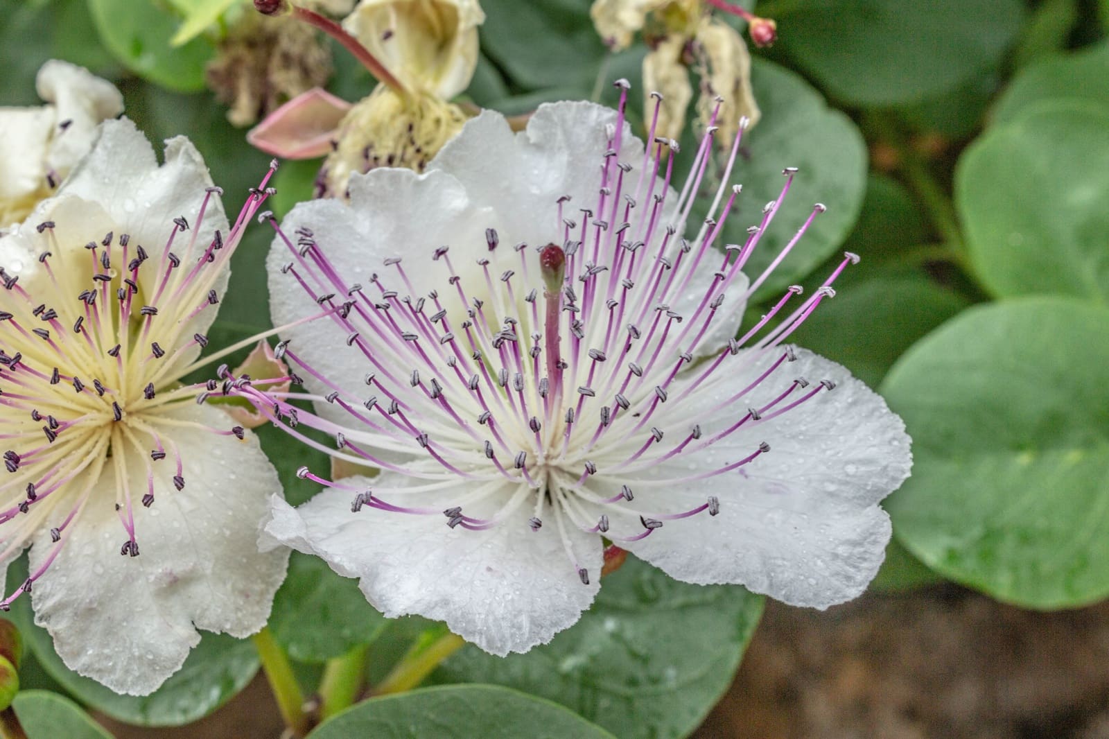 3 soveværelse Villa til salg i Esporles med swimmingpool garage - € 1.480.000 (Ref: 9688669)