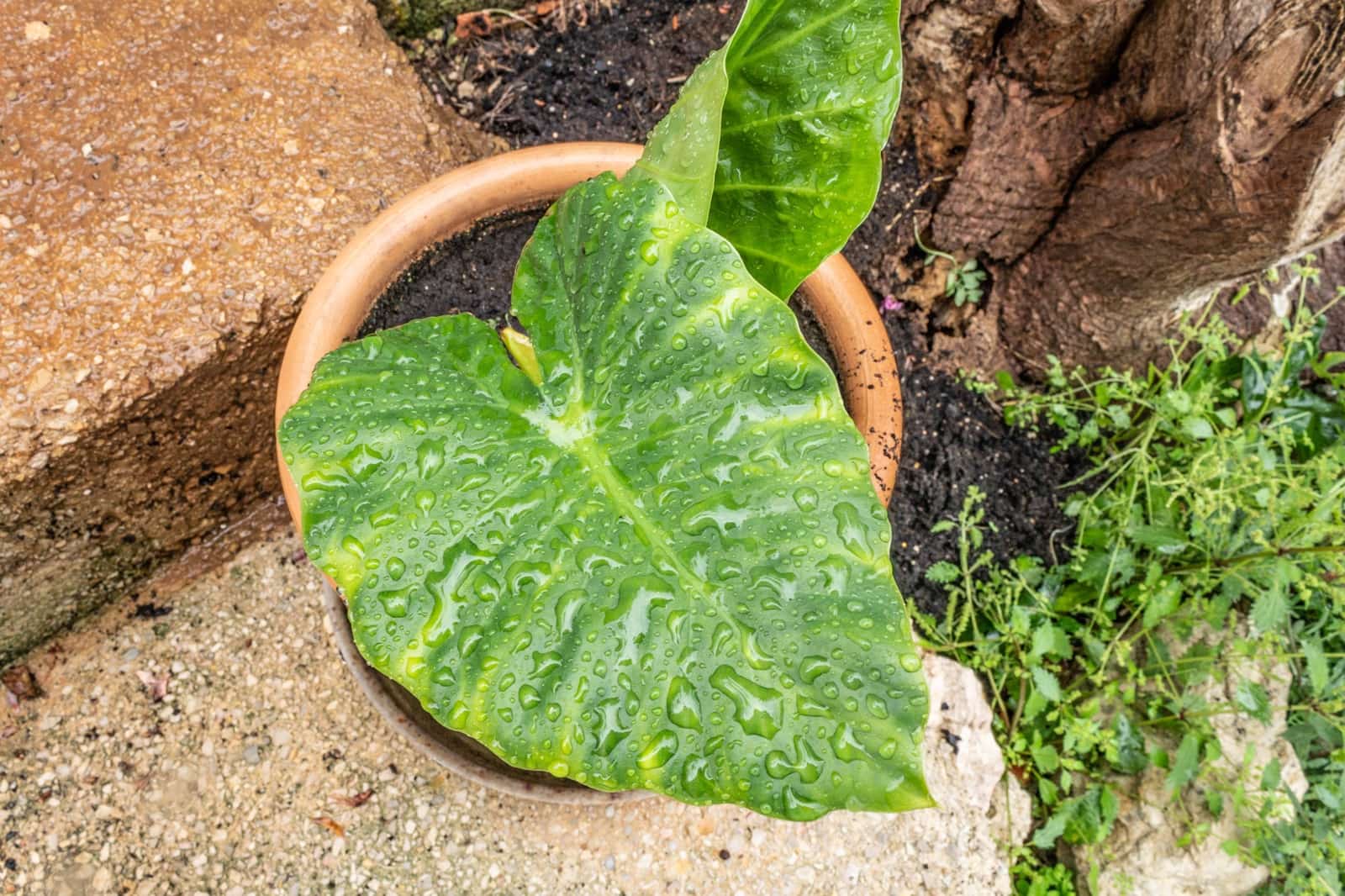 3 soveværelse Villa til salg i Esporles med swimmingpool garage - € 1.480.000 (Ref: 9688669)