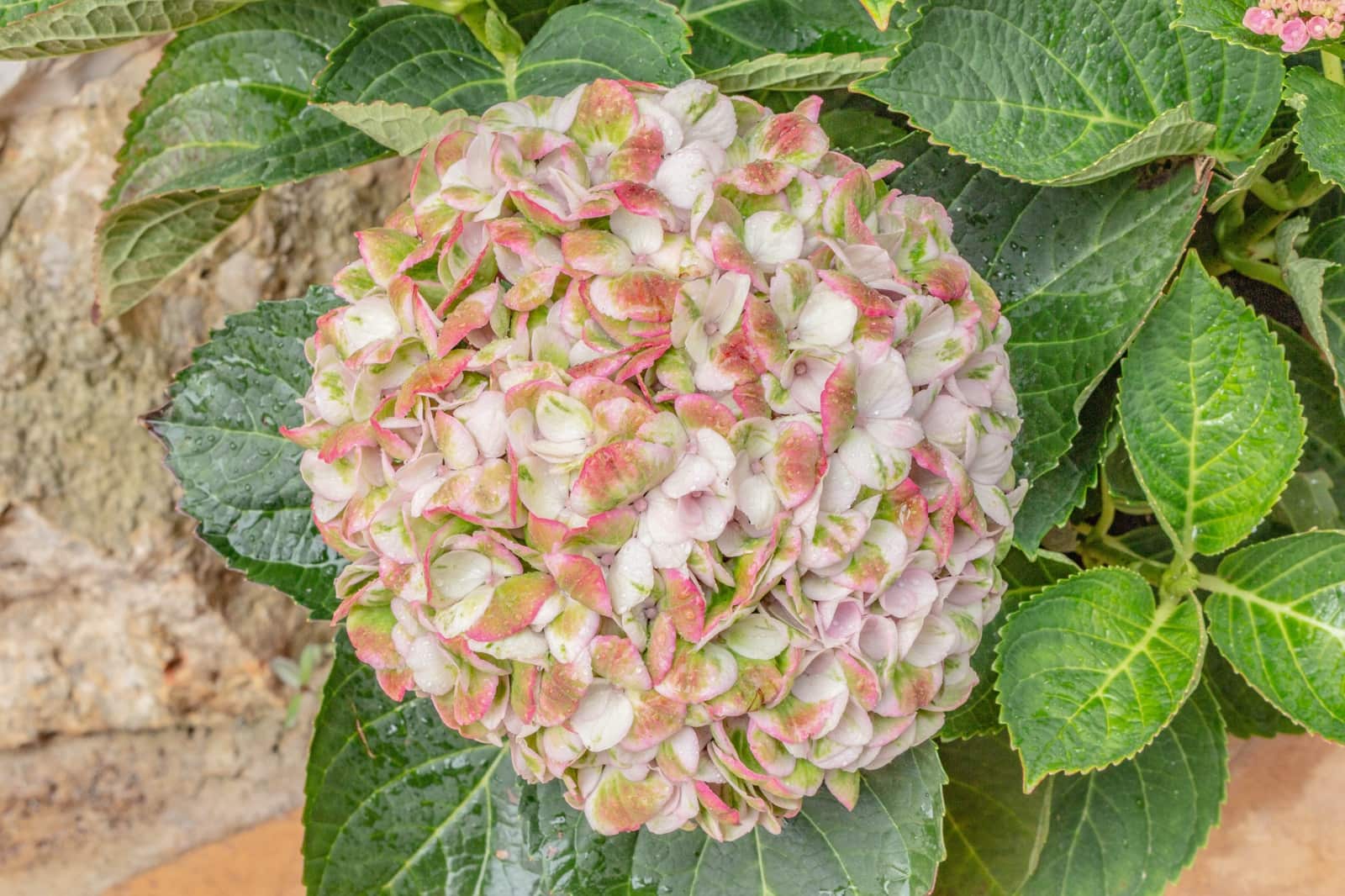 3 soveværelse Villa til salg i Esporles med swimmingpool garage - € 1.480.000 (Ref: 9688669)