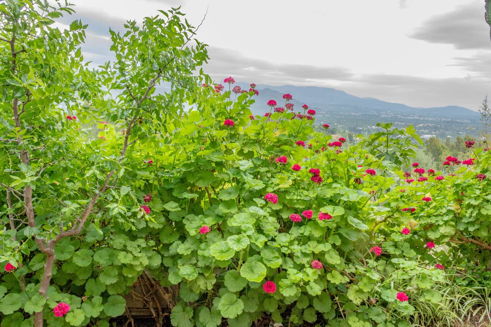 3 soveværelse Villa til salg i Esporles med swimmingpool garage - € 1.480.000 (Ref: 9688669)