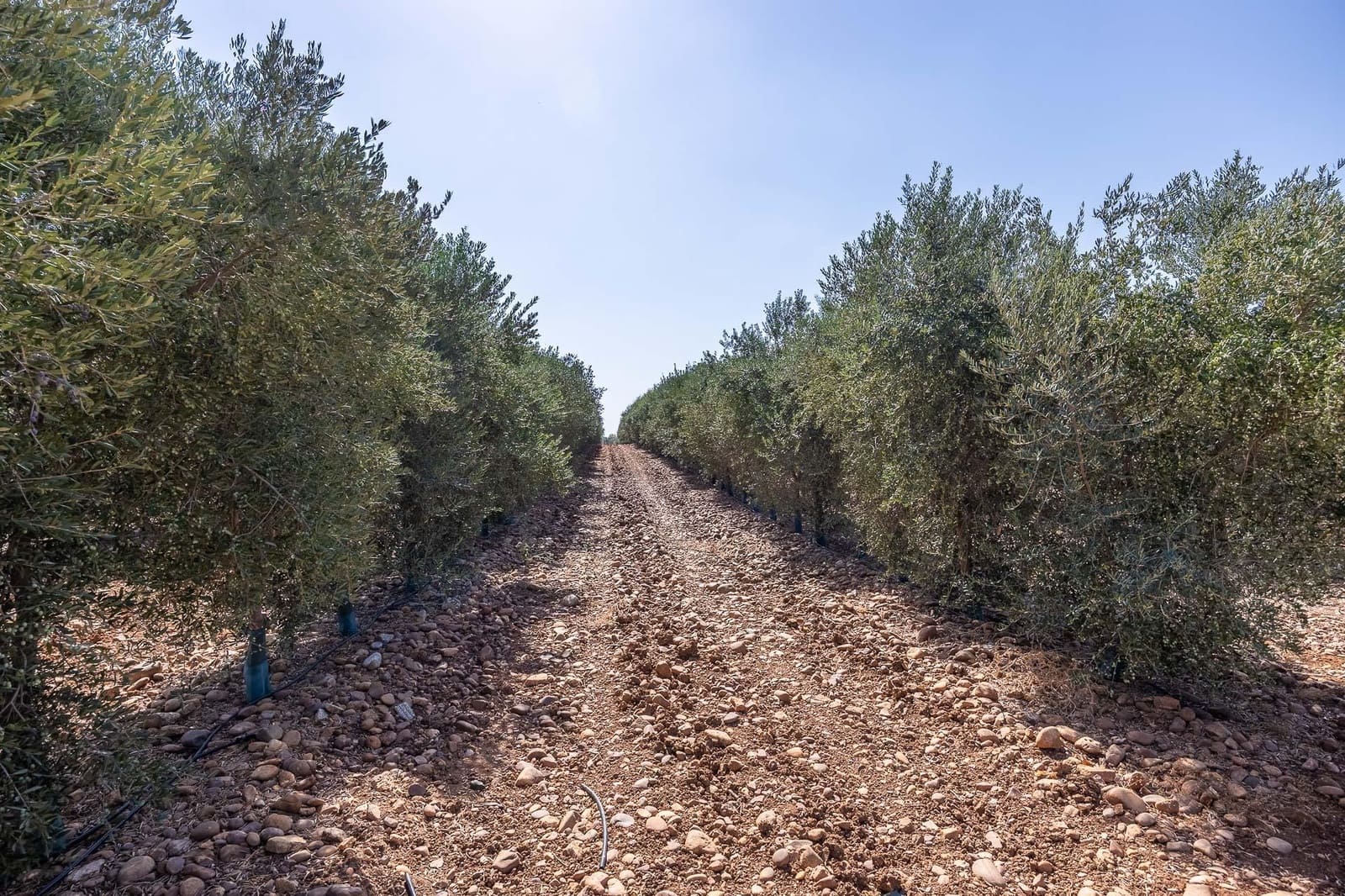 9 bedroom Finca/Country House for sale in Carmona with garage - € 1,600,000 (Ref: 9715198)