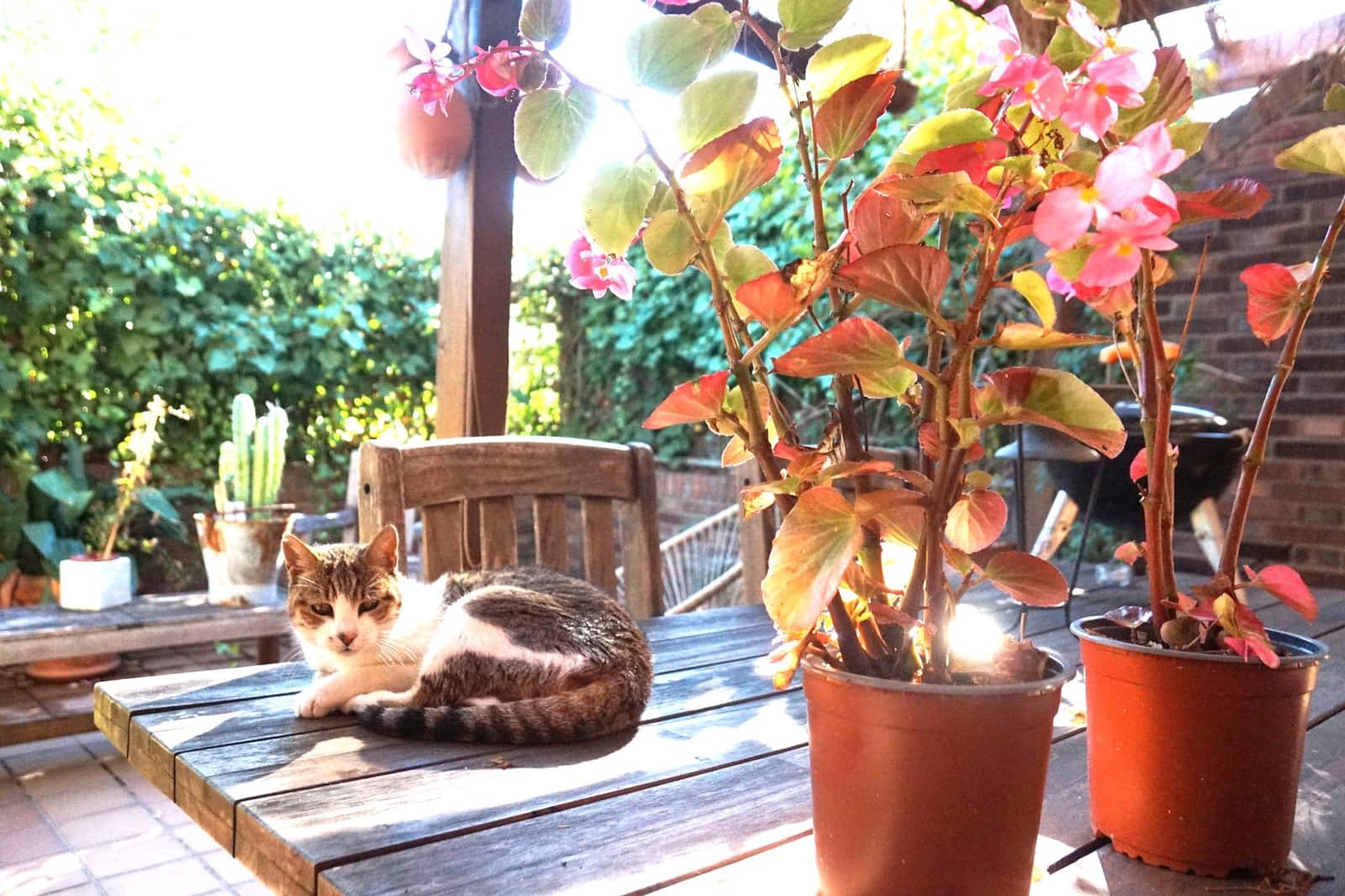 4 bedroom Townhouse for sale in Badalona with garage - € 720,000 (Ref: 9707706)