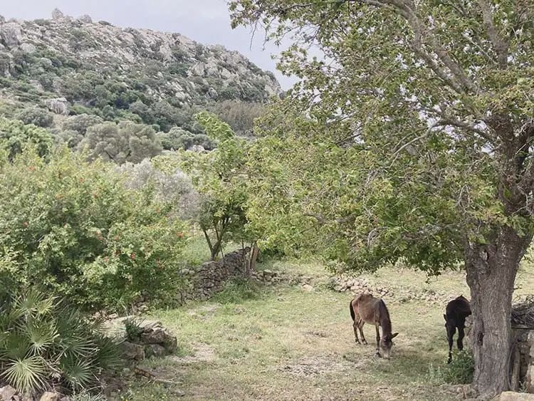 4 Zimmer Finca/Landgut zu verkaufen in Tarifa mit Garage - 575.000 € (Ref: 9977733)