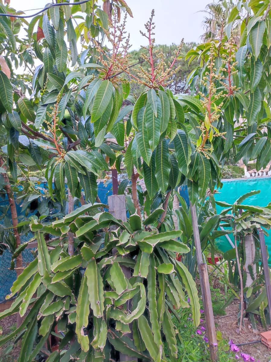 3 soveværelse Rækkehus til salg i Mijas Costa med swimmingpool garage - € 459.000 (Ref: 9758227)