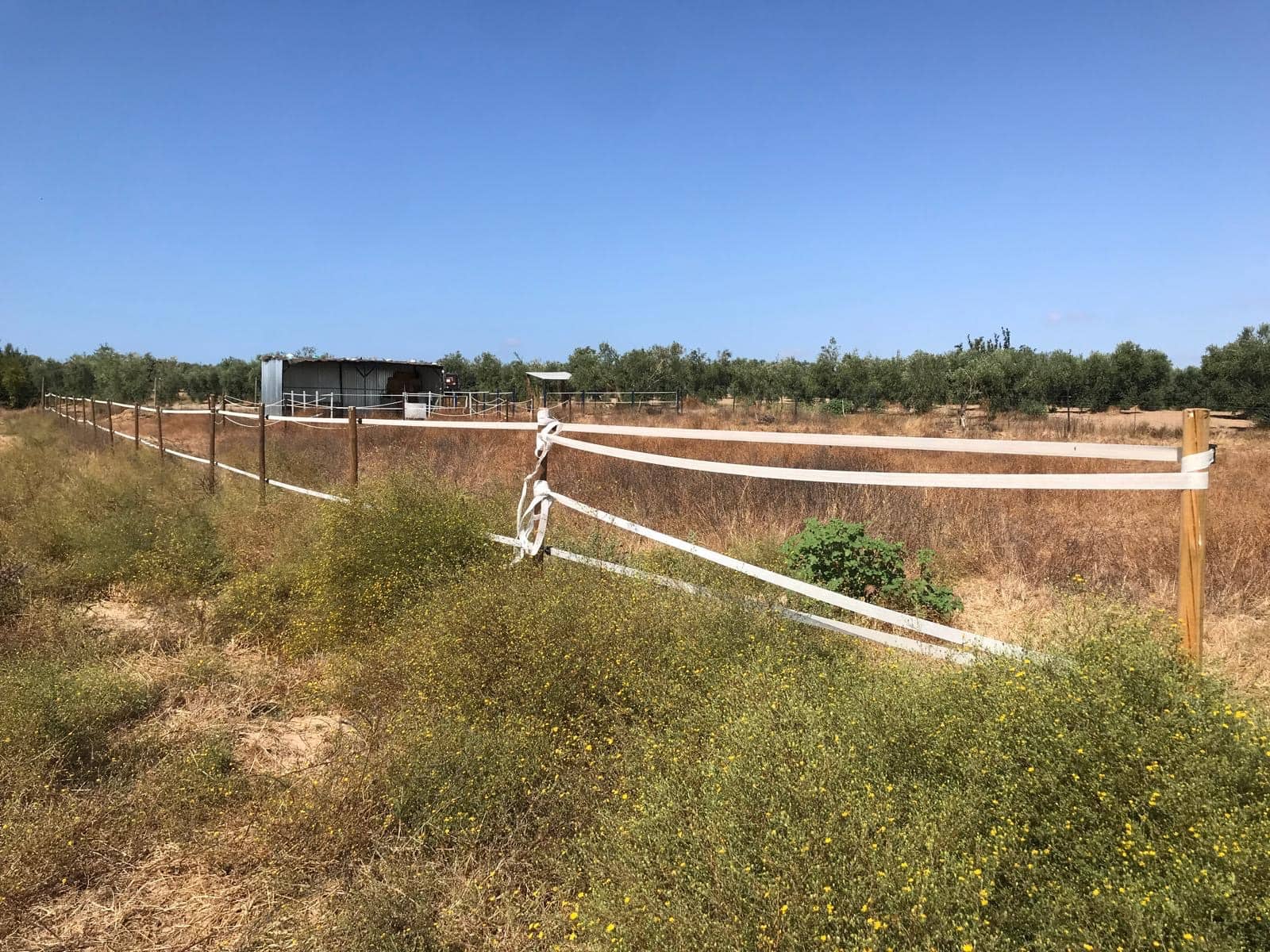 Działka budowlana na sprzedaż w Almonte - 21 500 € (Ref: 10012338)