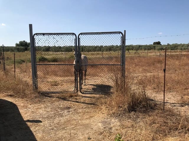Building Plot for sale in Almonte - € 21,500 (Ref: 10012338)