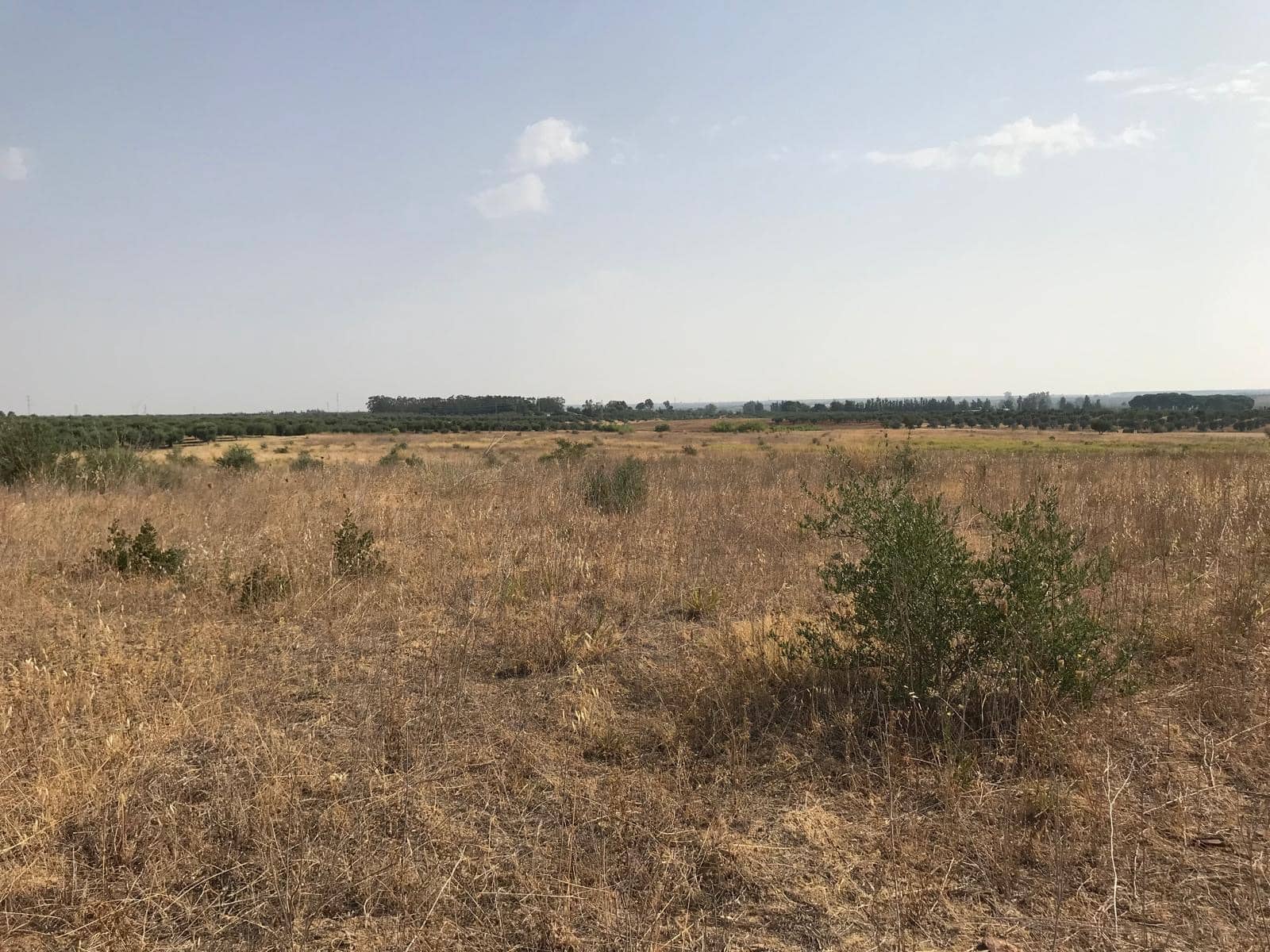 Building Plot for sale in Almonte - € 85,000 (Ref: 10012352)