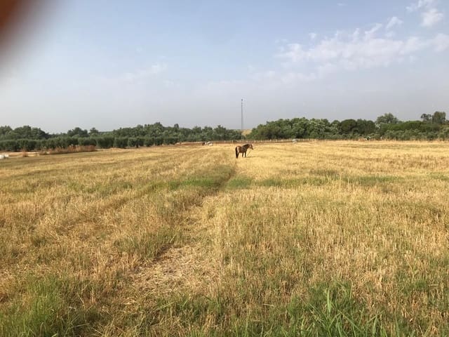 Building Plot for sale in Almonte - € 17,000 (Ref: 10012355)