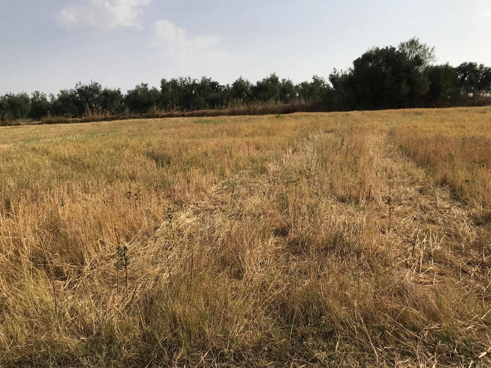 Bouwgrond te koop in Almonte - € 17.000 (Ref: 10012355)