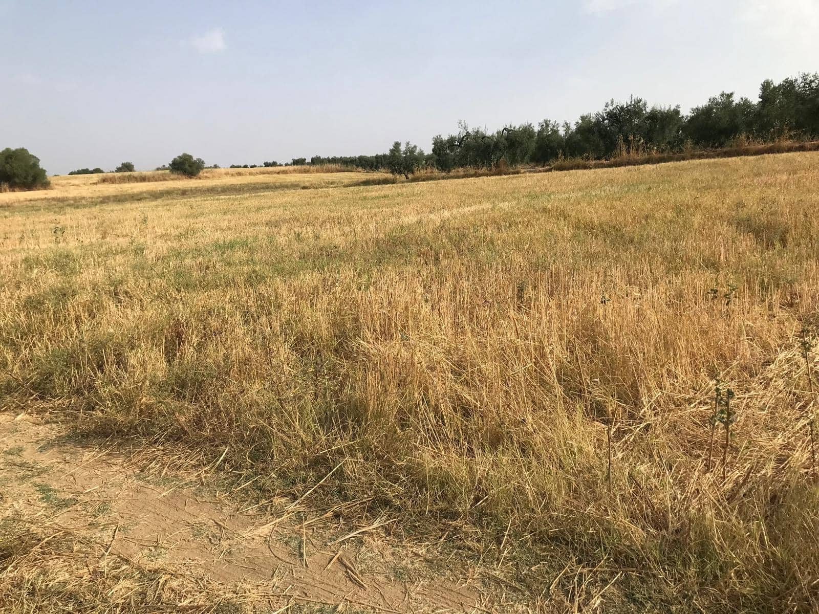 Bouwgrond te koop in Almonte - € 17.000 (Ref: 10012355)