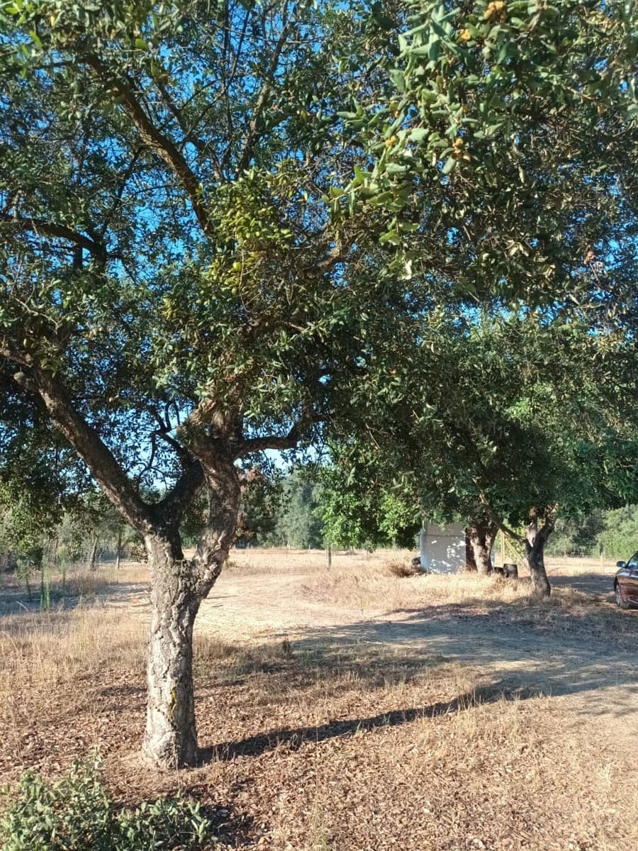 Finca/Landhuis te koop in Almonte - € 106.000 (Ref: 10012366)