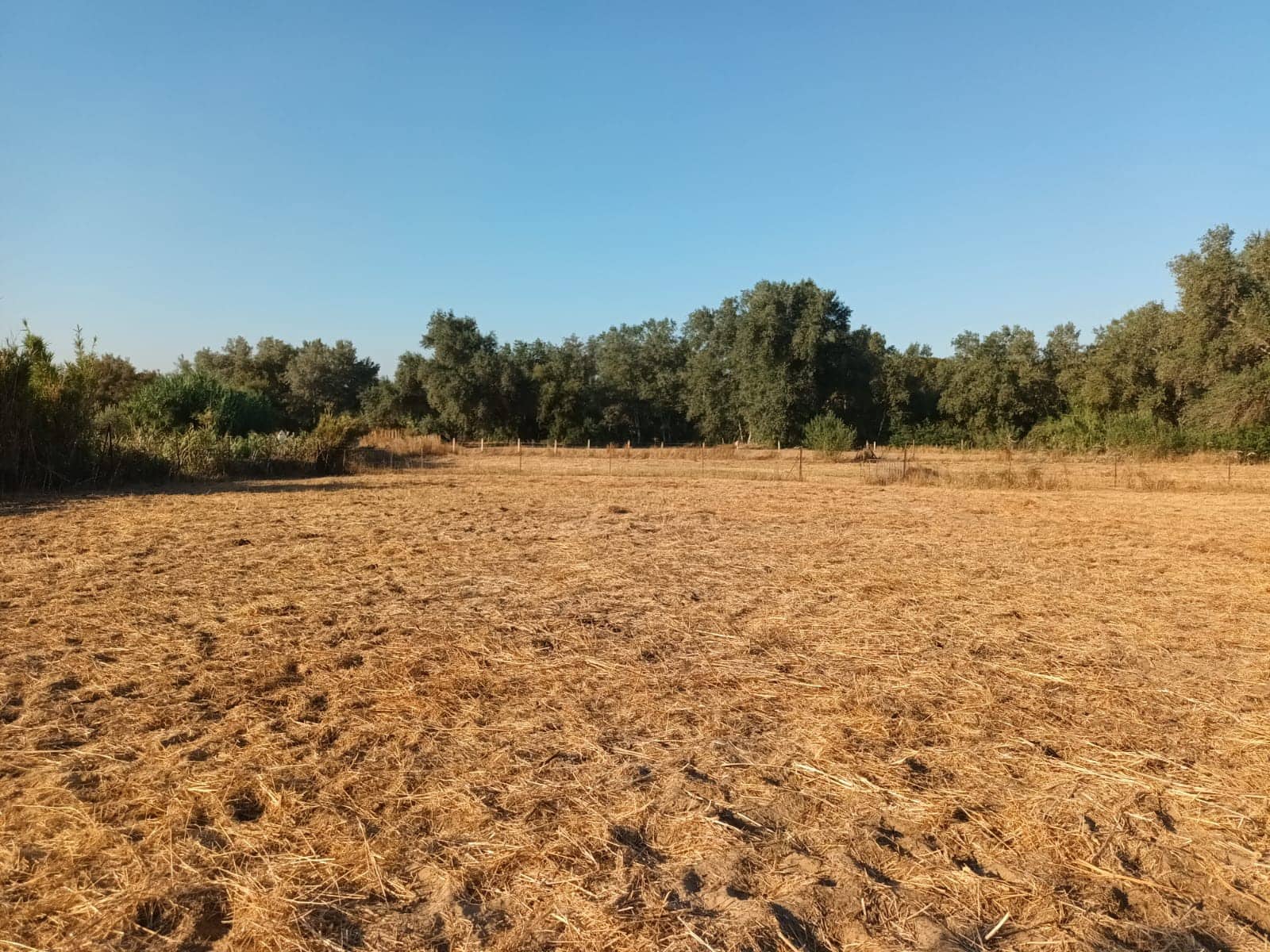 Finca/Landhuis te koop in Almonte - € 106.000 (Ref: 10012366)