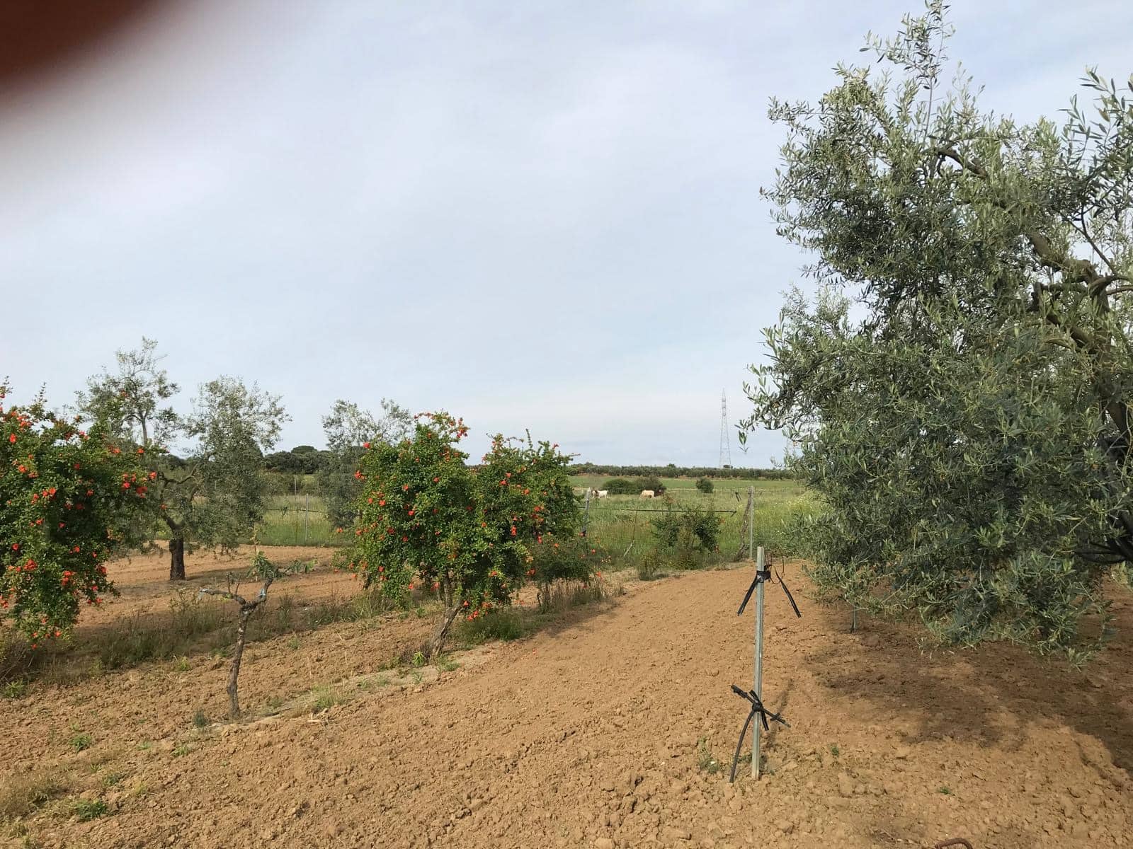1 bedroom Finca/Country House for sale in Almonte with garage - € 72,000 (Ref: 10012416)