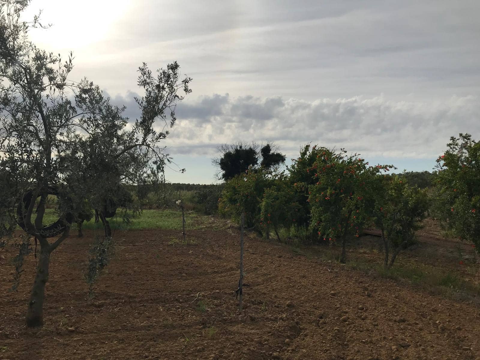1 bedroom Finca/Country House for sale in Almonte with garage - € 72,000 (Ref: 10012416)