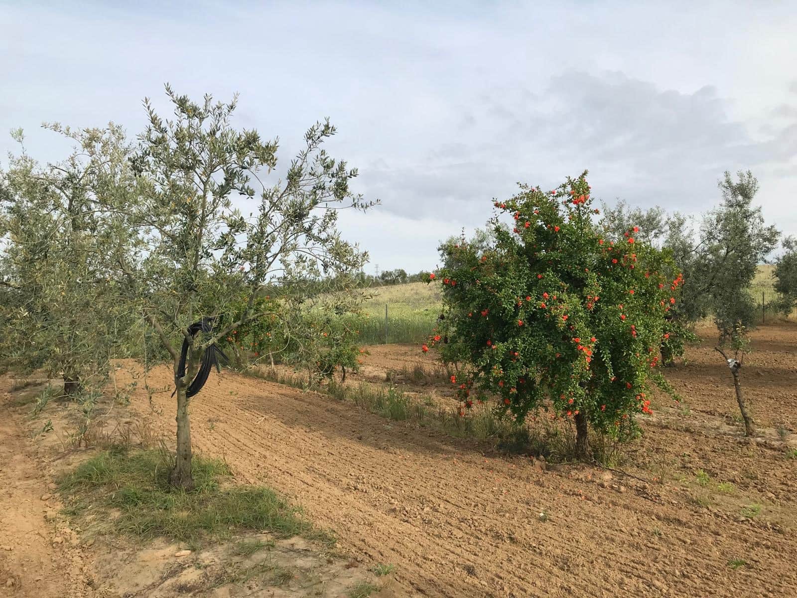 1 bedroom Finca/Country House for sale in Almonte with garage - € 72,000 (Ref: 10012416)