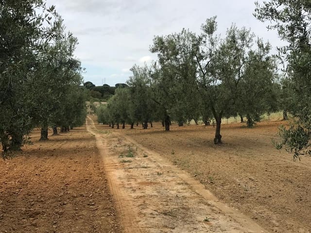 1 Zimmer Finca/Landgut zu verkaufen in Almonte mit Garage - 72.000 € (Ref: 10012416)