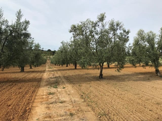 1 Zimmer Finca/Landgut zu verkaufen in Almonte mit Garage - 72.000 € (Ref: 10012416)